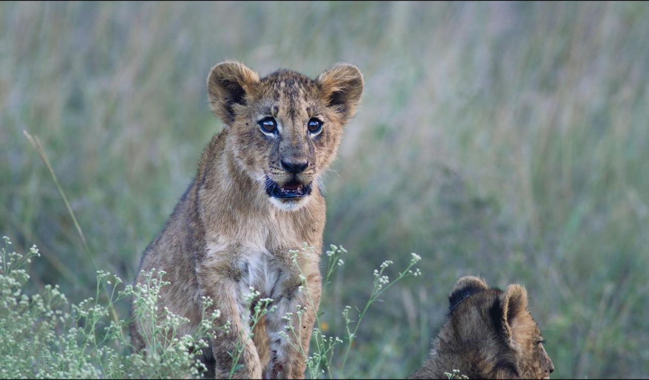 Ololo Safari Lodge Nairobi Eksteriør billede