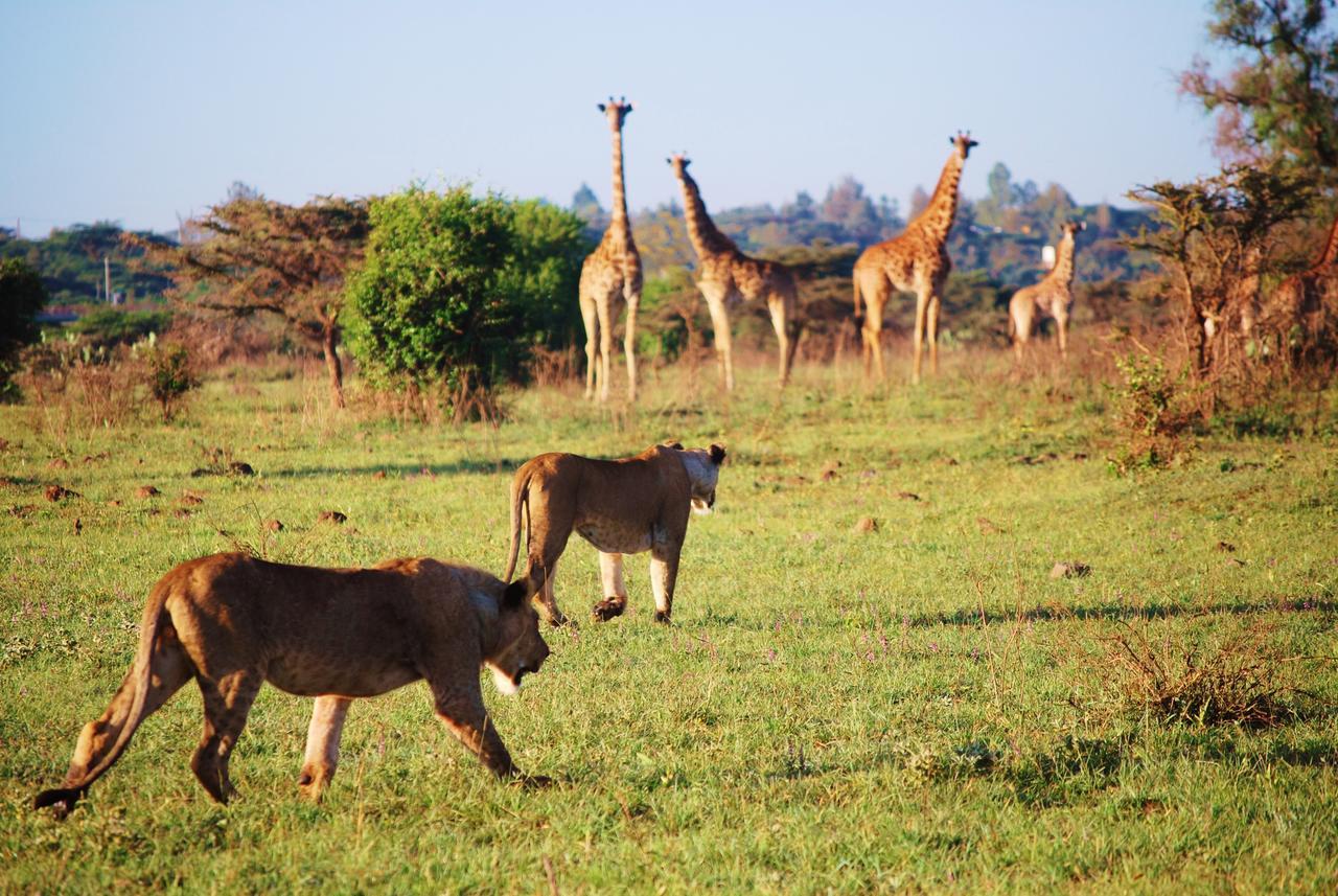 Ololo Safari Lodge Nairobi Eksteriør billede